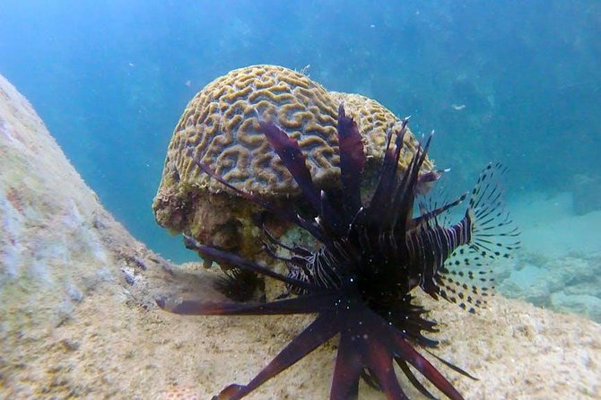 First-Time Scuba Diving in Honolulu + Free Videos - Who should book this shallow first-timer session