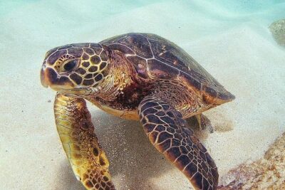 Full Day Oahu Circle Island -Turtle Beach Snorkel at North Shore - Diamond Head and the Amelia Earhart lookout: photos with a story