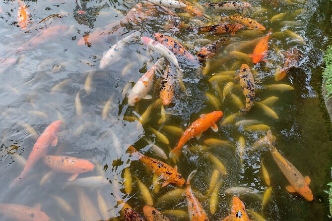 Full Day Oahu Tour with Byodo Temple & Waimea Waterfalls - Tropical Farms macadamia tastings: the easy souvenir stop
