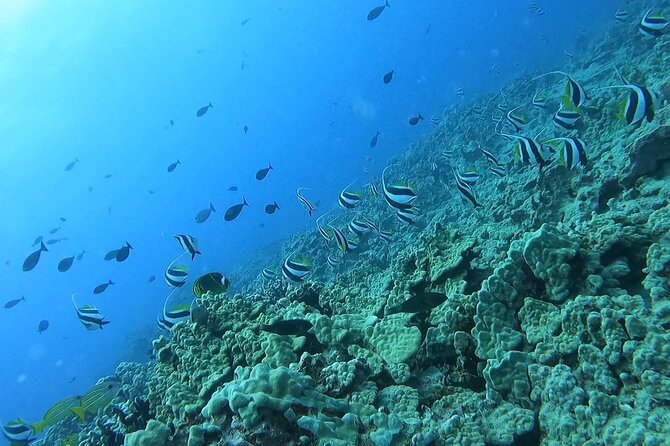 Guided Snorkel Tour for Beginners in Honolulu - A shore-led beginner snorkel in Honolulu’s reef waters