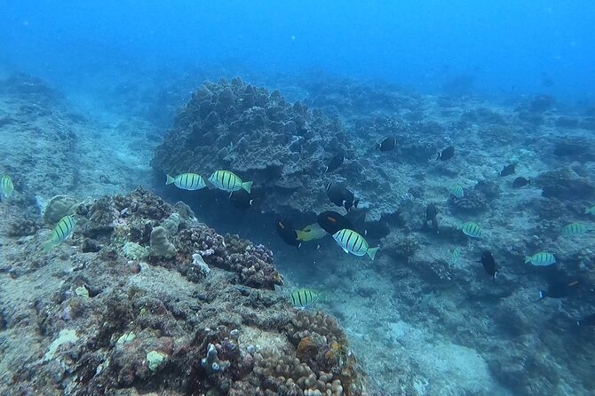 Guided Snorkel Tour for Beginners in Honolulu - What happens before you snorkel: gear and a beginner-first lesson