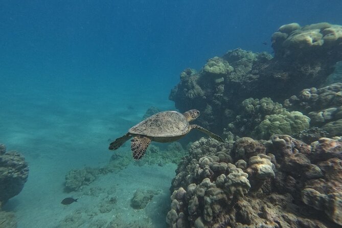 Hanauma Bay Guided Snorkeling Tour with Transportation - Price and what $115 buys you (plus the one fee that matters)
