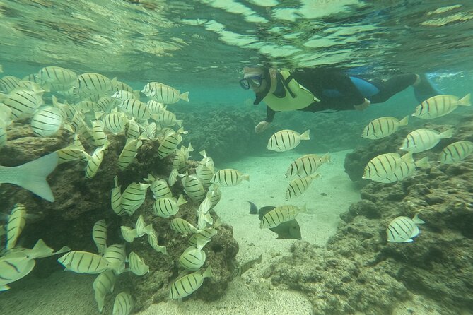 Hanauma Bay Guided Snorkeling Tour with Transportation - The Hanauma Bay Nature Preserve snorkeling plan