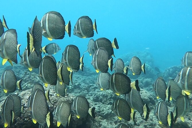 Hanauma Bay Guided Snorkeling Tour with Transportation - What’s included: gear, safety, photos, and water