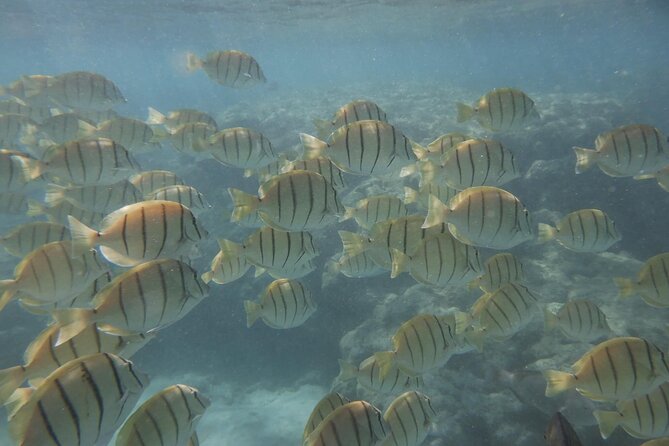 Hanauma Bay Guided Snorkeling Tour with Transportation - Guides and teaching style: small group, big difference