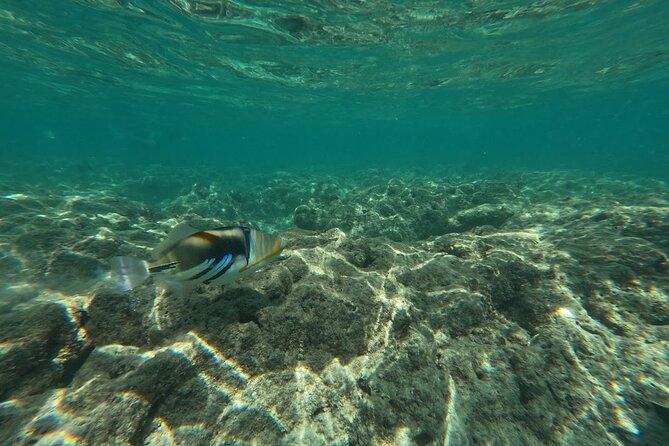 Hanauma Bay Guided Snorkeling Tour with Transportation - Who should book this Hanauma Bay snorkeling with transportation?