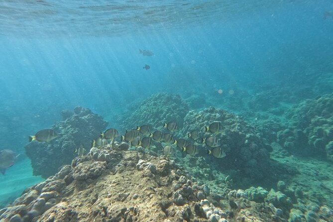 Hanauma Bay Guided Snorkeling Tour with Transportation - Smart packing and small comfort wins (no guesswork required)