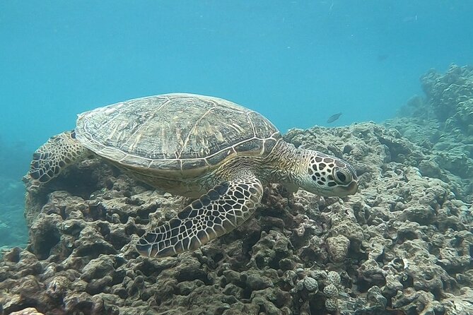 Hanauma Bay Guided Snorkeling Tour with Transportation - Getting there: Waikiki pickup vs meeting at Hanauma
