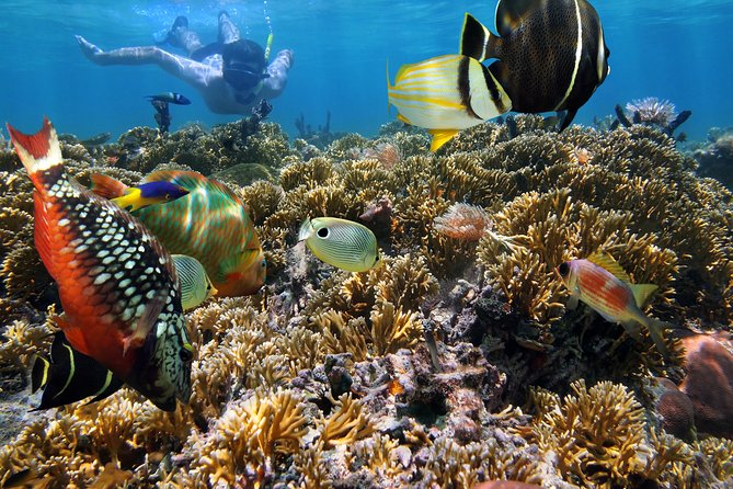 Hanauma Bay Snorkeling - Optional Rentals and Extra Costs: Budget for Comfort