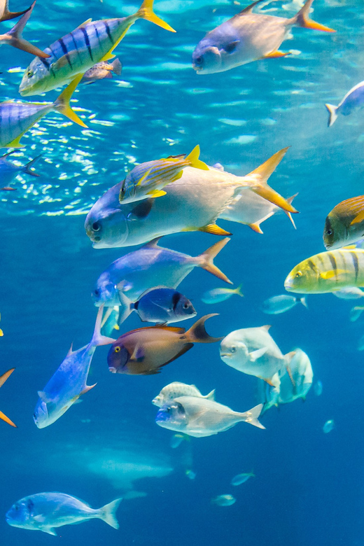 Honolulu: Glass Bottom Boat Tour along Oahu's South Shore - South Shore Views Start Fast at Kewalo Basin