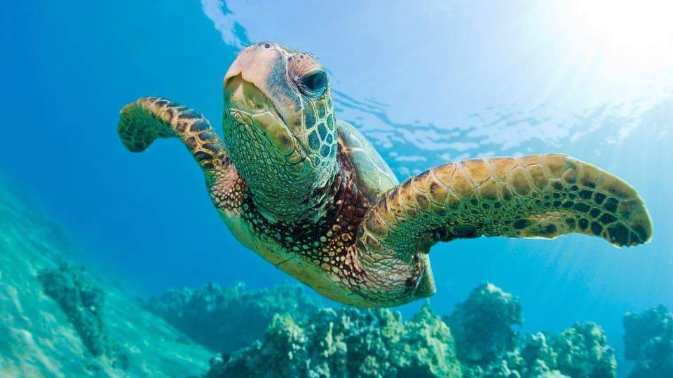 Honolulu: Glass Bottom Boat Tour along Oahu's South Shore - What This Is Like in Real Life (and Who It’s Best For)