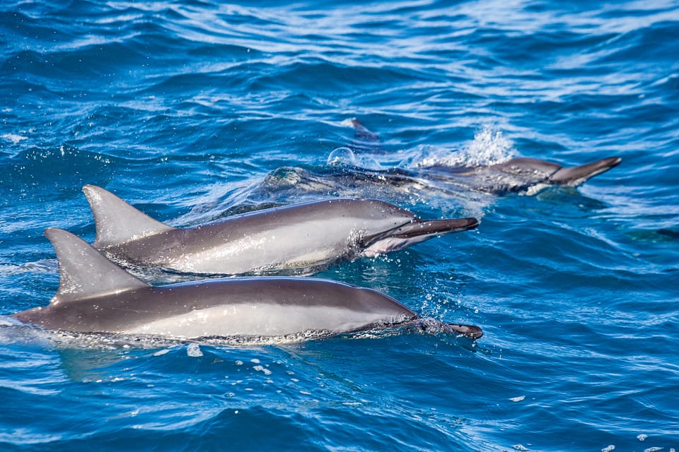Honolulu: Glass Bottom Boat Tour along Oahu's South Shore - Should You Book Honolulu’s Glass-Bottom Boat?