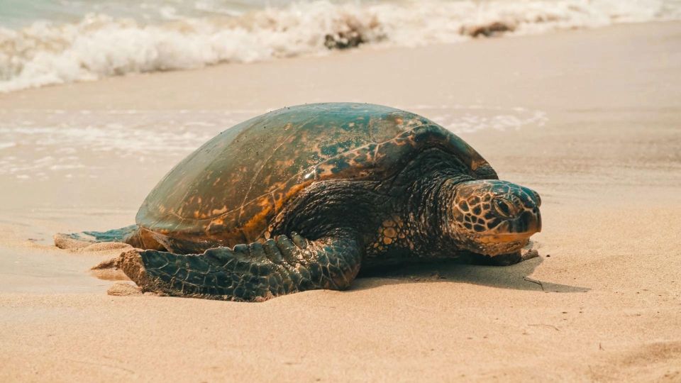 Honolulu: Highlights of Oahu Small Group Tour - Key highlights that make this Oahu tour worth your time