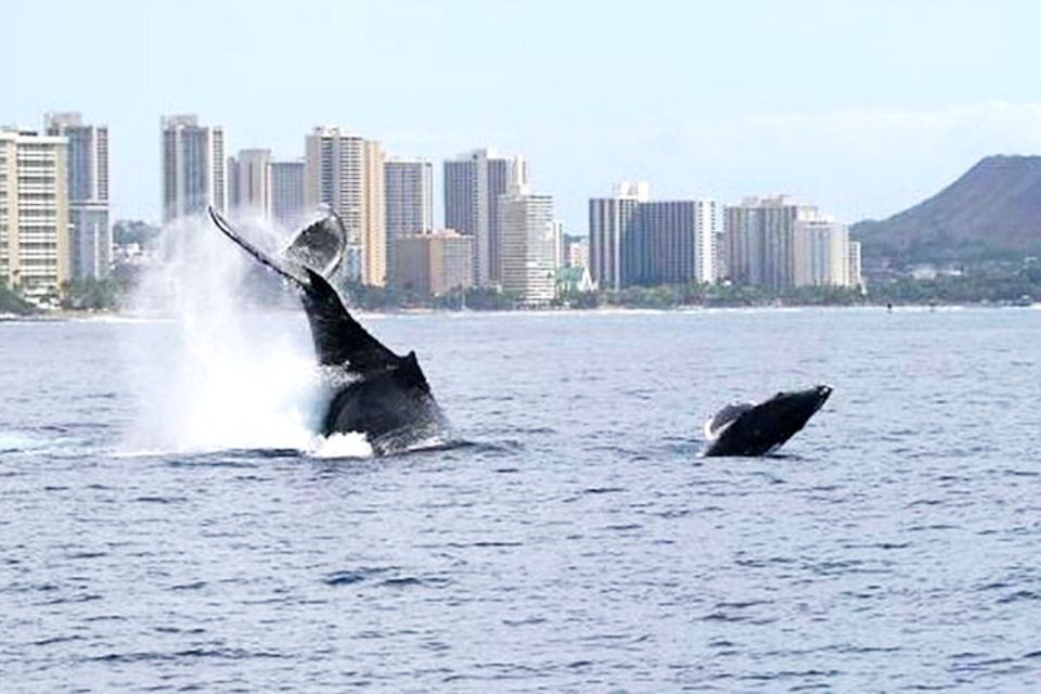 Honolulu, Oahu: Waikiki Whale Watching Cruise - Key things to know before you go