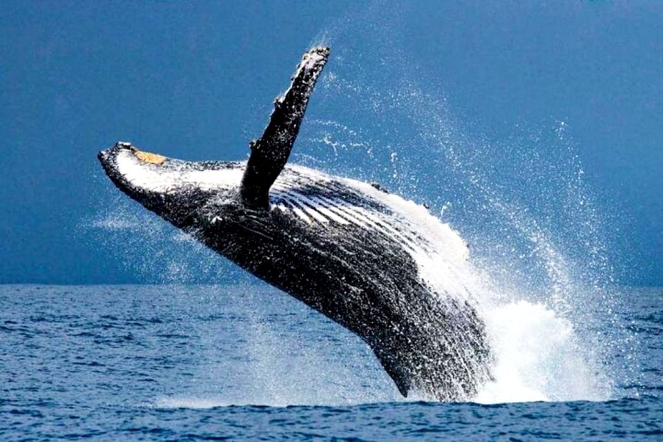 Honolulu, Oahu: Waikiki Whale Watching Cruise - Ocean Intrigue and why the double-deck matters in Waikiki