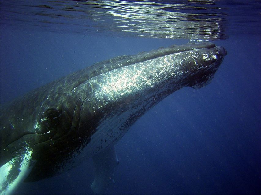 Honolulu, Oahu: Waikiki Whale Watching Cruise - The 90-minute rhythm: what your time on the water is really for