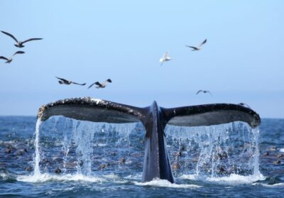 Honolulu, Oahu: Waikiki Whale Watching Cruise - Where you start: Ala Moana address and Kewalo Basin Pier E