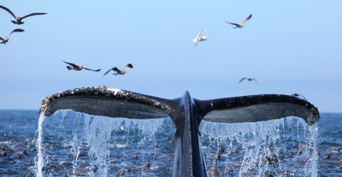 Honolulu, Oahu: Waikiki Whale Watching Cruise - The humpback connection: Kanaloa, ocean life, and more than a sighting