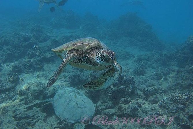 Incredibly Fun Coral Reef Giant Sea Turtles 4hour Boat Scuba Tour - Who Will Love It Most (and Who Should Reconsider)