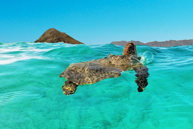 Kailua Bay, Oahu: Epic Kayak and Snorkel to Islands - Snorkeling Reality: What to Expect When the Water Changes