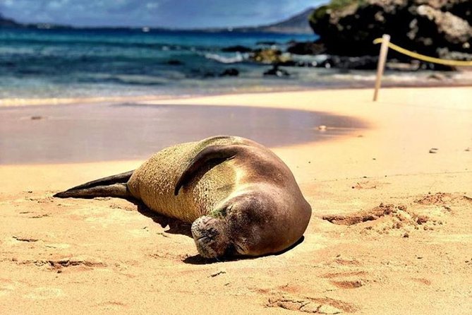Kailua Bay, Oahu: Epic Kayak and Snorkel to Islands - How the Day Flows From Pickup to Back-to-the-Beach Calm