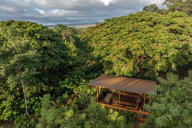 Kamananui Cacao Orchard Tour - Sampling Chocolate and Cacao Tea: How Tastings Teach Your Tongue