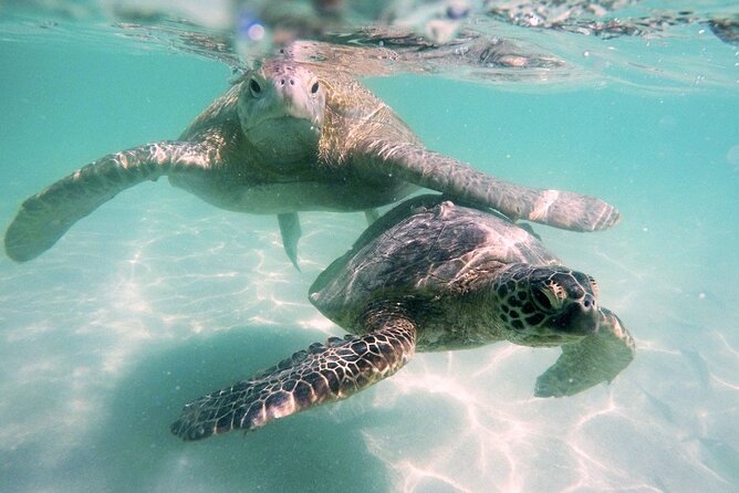 Kaneohe Sandbar Snorkeling Tour - 1st Tour - Value math: who benefits most from the all-in setup
