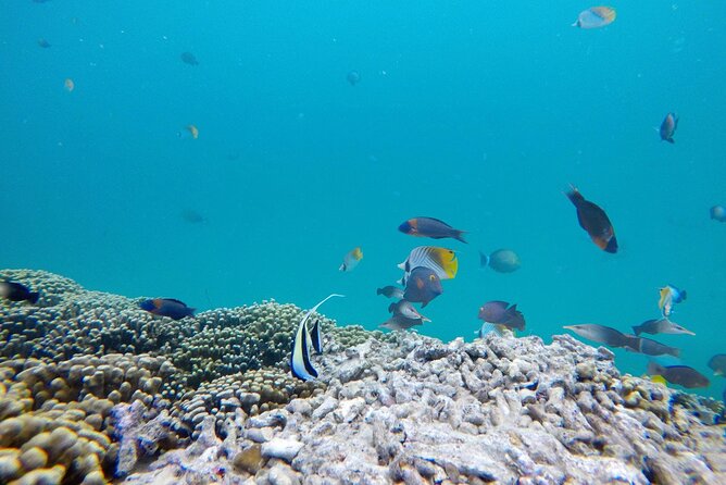 Kaneohe Sandbar Snorkeling Tour - 1st Tour - The crew and safety vibe: the difference-maker
