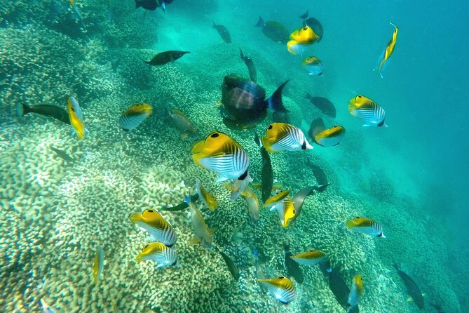 Kaneohe Sandbar Snorkeling Tour - 2nd Tour - Price and value: is $158.86 worth it?