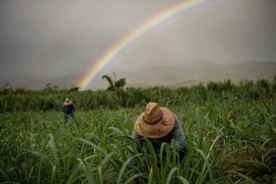Kō Hana Hawaiian Rum Distillery Tour and Tasting for One - The 45–60 minute flow: cane juice, sugarcane rows, and the barrel room