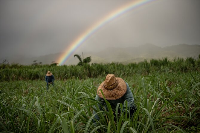 Kō Hana Hawaiian Rum Distillery Tour and Tasting for One - The 45–60 minute flow: cane juice, sugarcane rows, and the barrel room
