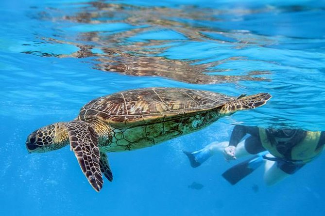 Ko Olina Catamaran Sail and Snorkel with Lunch - Pickup and logistics: how to make it smooth