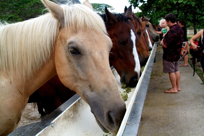 Kualoa Ranch - Horseback Walking Tour - Getting to Kualoa Ranch: timing, check-in, and why 45 minutes matters