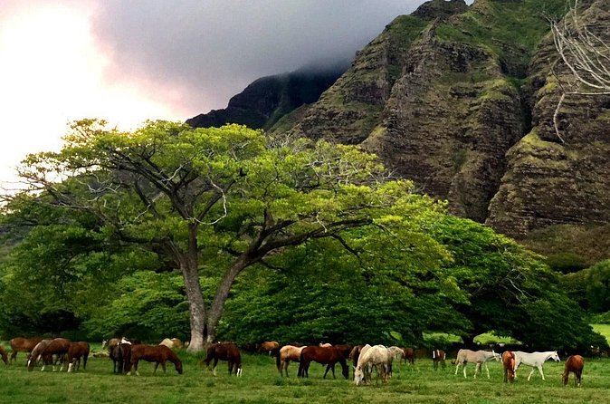 Kualoa Ranch - Horseback Walking Tour - Price and value: is $173.74 per person a good deal?