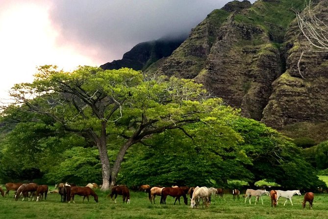 Kualoa Ranch - Horseback Walking Tour - The two-hour horseback walk: what it feels like in real life
