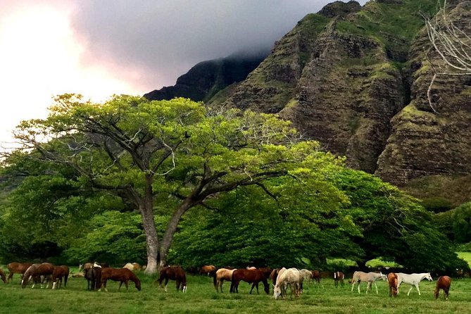Kualoa Ranch: Novice E-Bike - Safety Check and Test Ride: Why They Take It Seriously