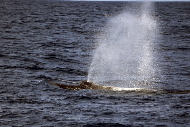 Luxury Snorkel Cruise, Local Buffet with Whale & Dolphin Watch - What the Crew’s Doing Matters More Than the Brochure