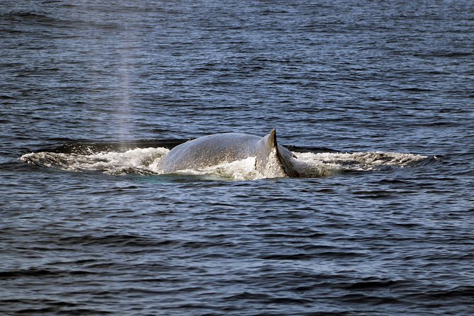 Luxury Snorkel Cruise, Local Buffet with Whale & Dolphin Watch - The Snorkel Stop: Gear, Instruction, and the Comfort Details