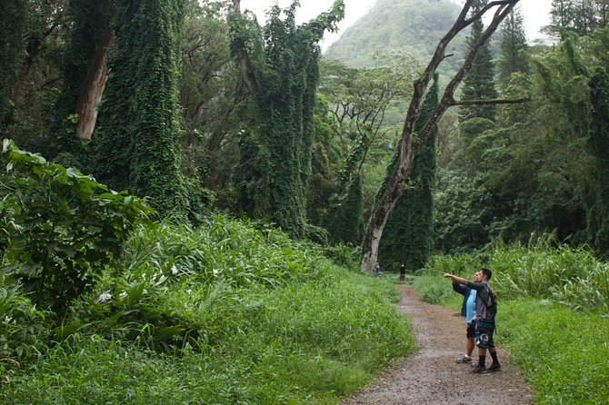 Manoa Falls Rainforest & Self-Guided Hike - What You Get for the Hike: Water, Bug Spray, Walking Stick