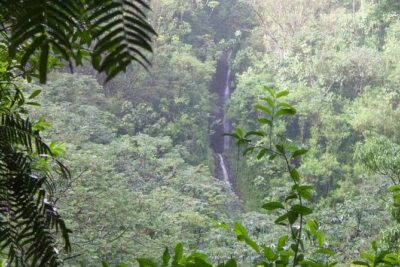 Manoa Falls Rainforest & Self-Guided Hike - The Trail to Manoa Falls: Short Distance, Serious Footing