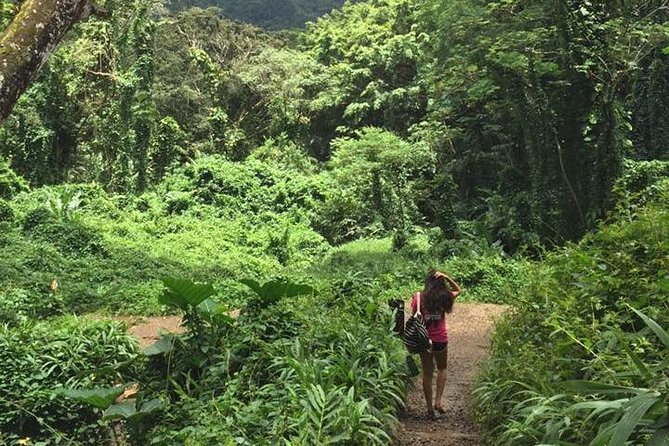 Manoa Falls Rainforest & Self-Guided Hike - The Ride With Local Stories: Who Might Be Driving You