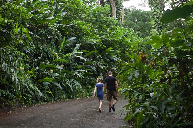 Manoa Falls Rainforest & Self-Guided Hike - Timing and Pace: How Long It Takes and What to Expect