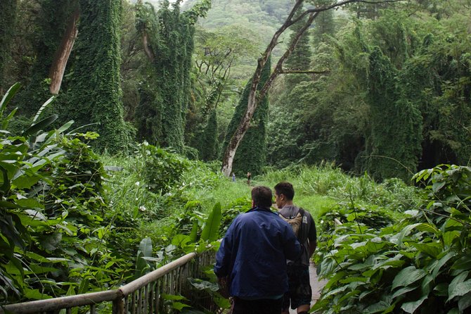 Manoa Falls Rainforest & Self-Guided Hike - Who This Hike Fits Best (and Who Might Want Another Plan)