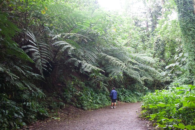 Manoa Falls Rainforest & Self-Guided Hike - Price and Value: Is $52.99 a Good Deal?