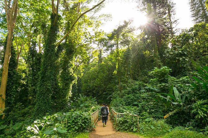 Manoa Waterfall Hike with Waikiki Pickup & Healthy Lunch - Entering the Rainforest Right From Waikiki