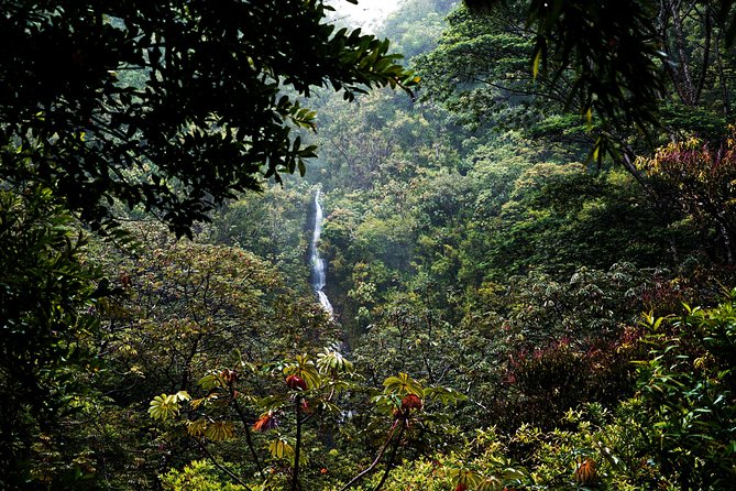 Manoa Waterfall Hike with Waikiki Pickup & Healthy Lunch - The 150-Foot Manoa Waterfall Stop (Photos and Reality Check)