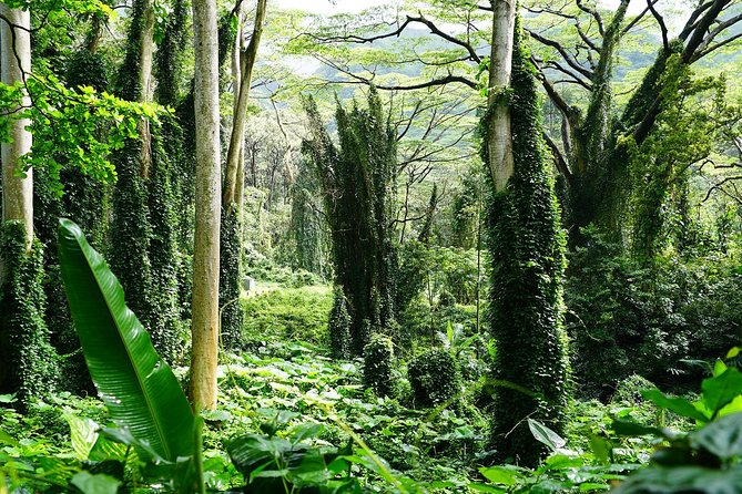 Manoa Waterfall Hike with Waikiki Pickup & Healthy Lunch - Price and Value: What $107.10 Buys You