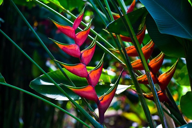 Manoa Waterfall Hike with Waikiki Pickup & Healthy Lunch - What You’ll Notice About the Guides (And Why It Matters)