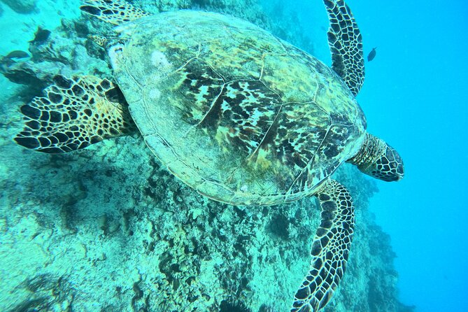 Moana’s Waikīkī Grand Guided Turtle Snorkel & Sailing Adventure - Price and value: is $76.49 a good deal?
