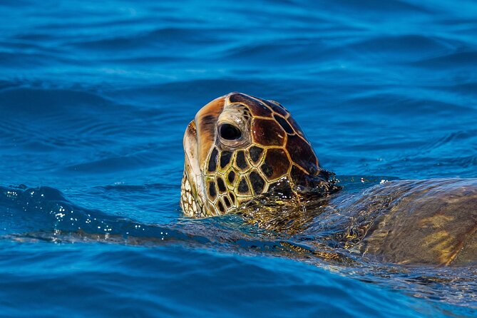 Moana’s Waikīkī Grand Guided Turtle Snorkel & Sailing Adventure - Who should book this snorkel-and-sail
